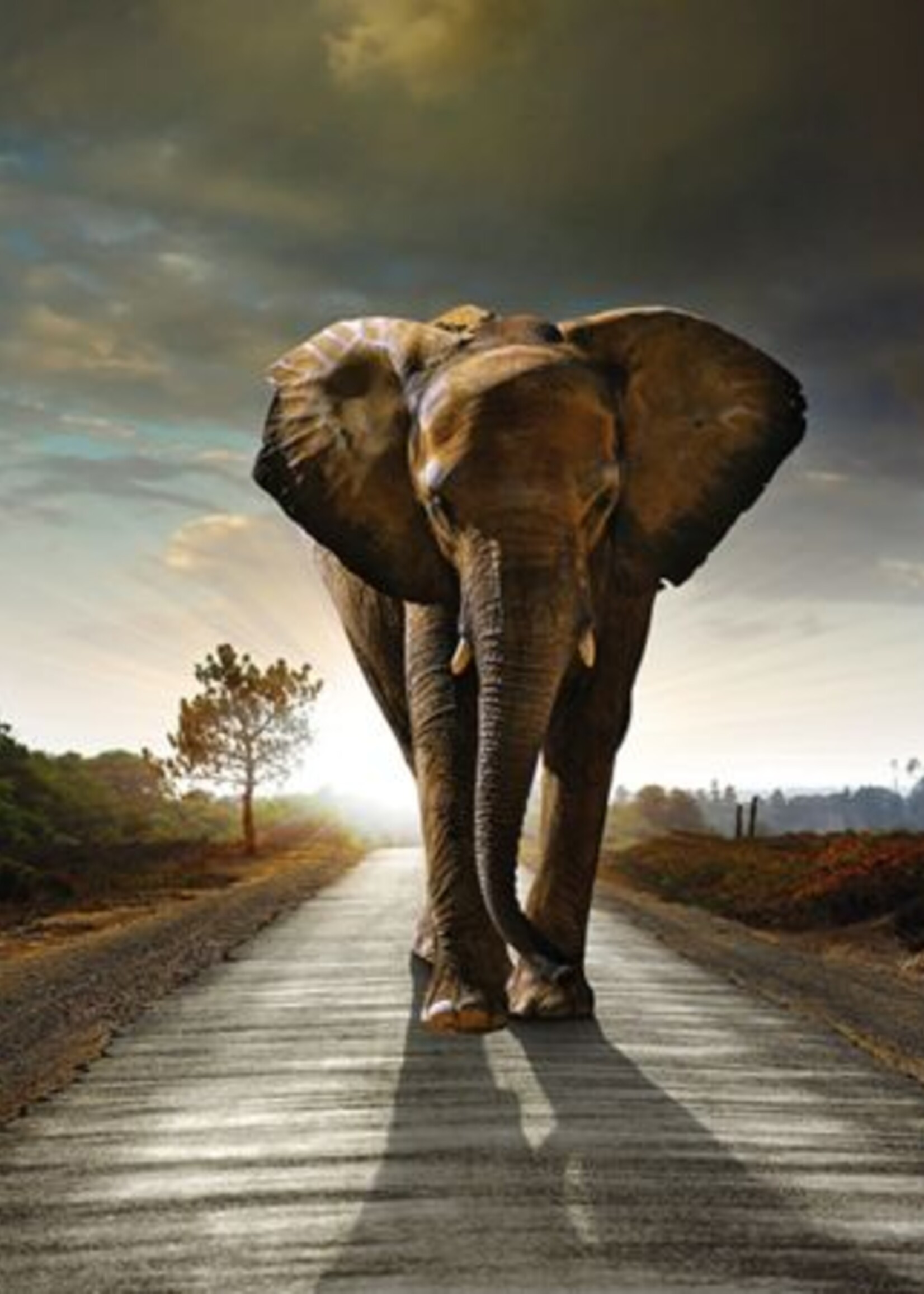 Wanddecoratie "Olifant"  op de weg