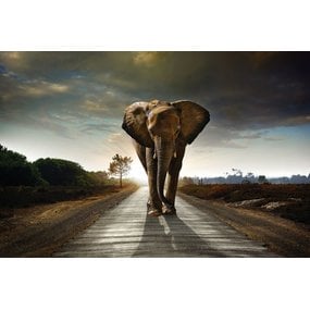 "Olifant"  op de weg