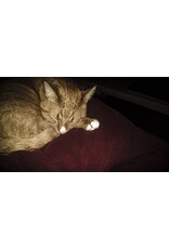 Microsoft Windows Phone - 16GB met gratis Zune giftcard