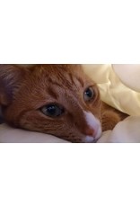 Fatboy Mooie zitzak 2