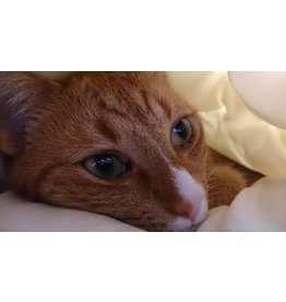 Fatboy Mooie zitzak 2