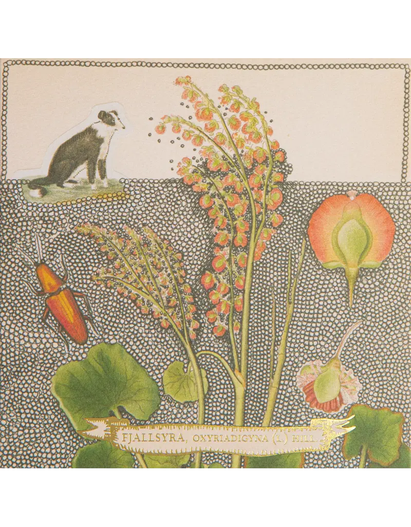 CHIEN BOTANICAL LUCIFERS