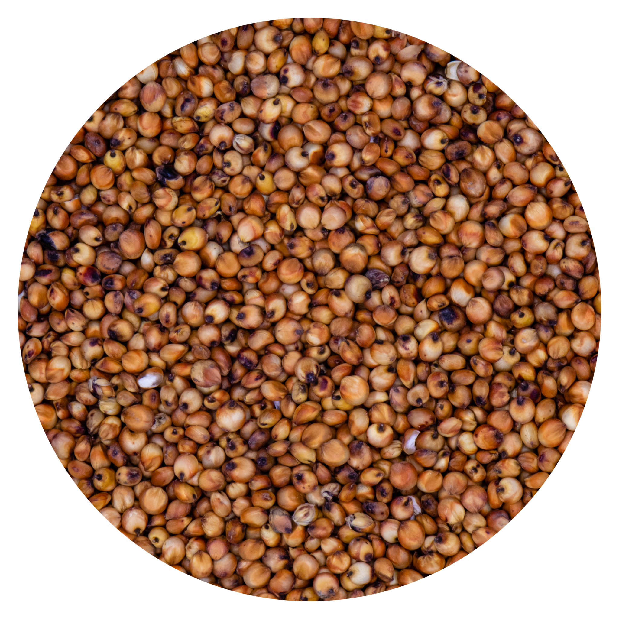 Red sorghum summary