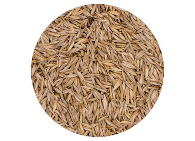 Grass seed