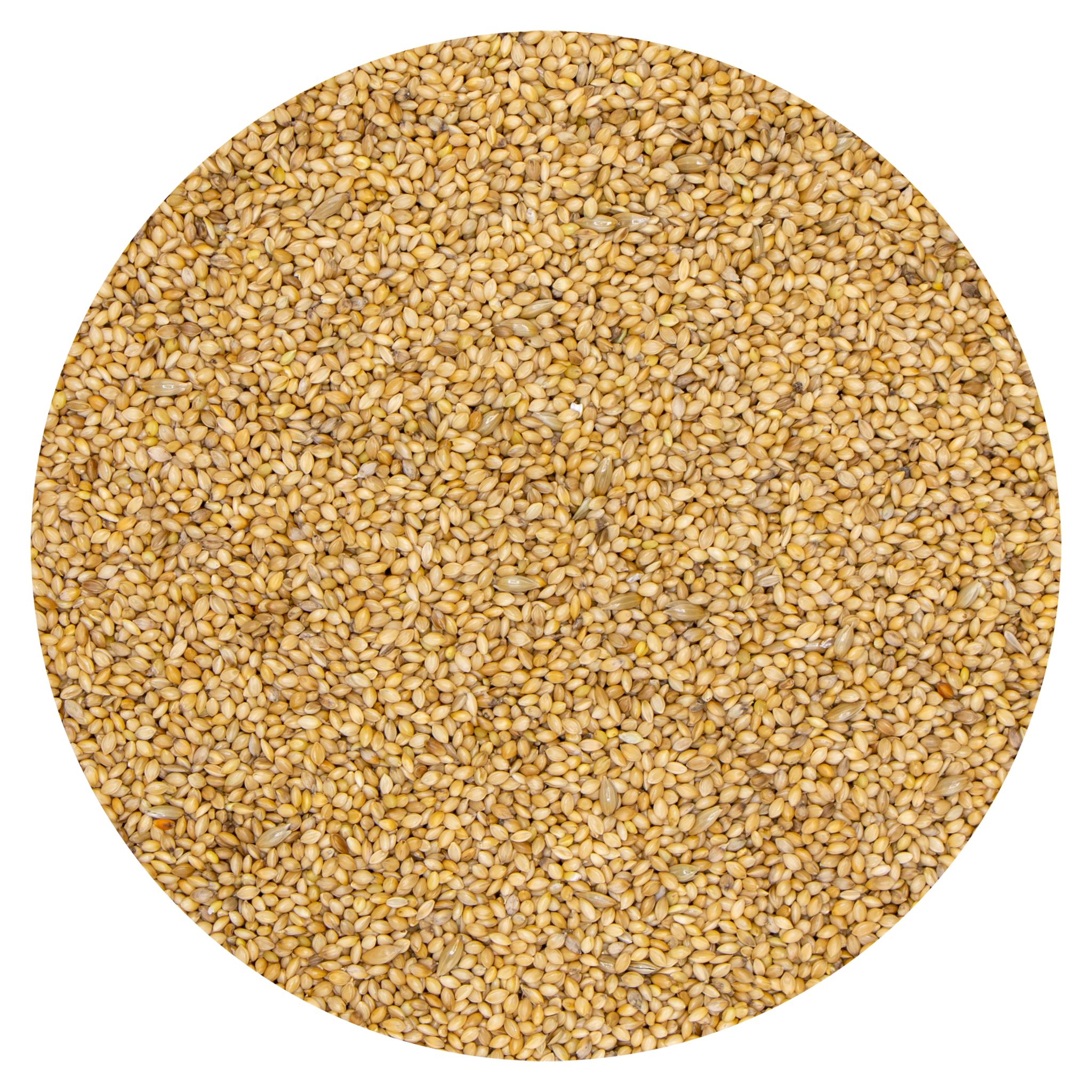 VDC VDC Panicum yellow