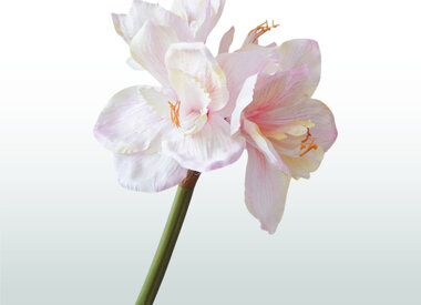 Bloemen