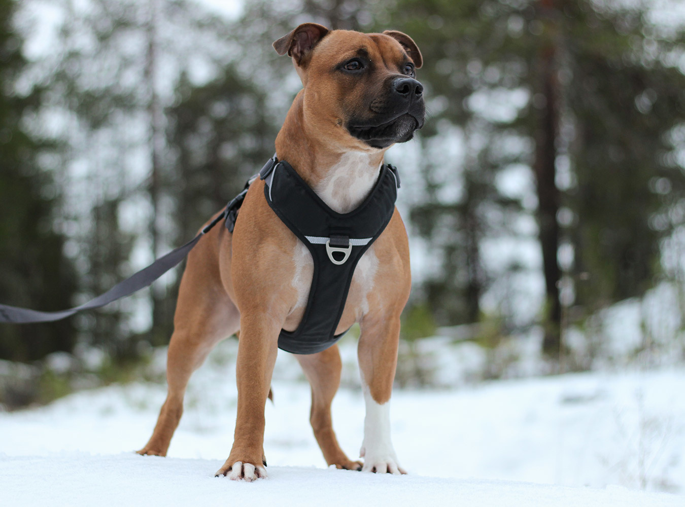 DOG Copenhagen Comfort Walk Pro Harness / Tuig BoeZLife