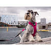 DOG Copenhagen Comfort Walk Pro Harness / Tuig Model 2023