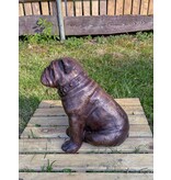 Petite Spike – Kleine Bronze Bulldogge