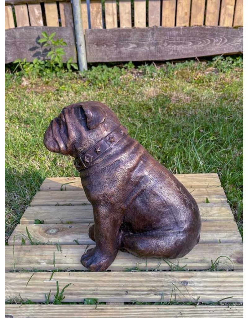 Petite Spike – Kleine Bronze Bulldogge