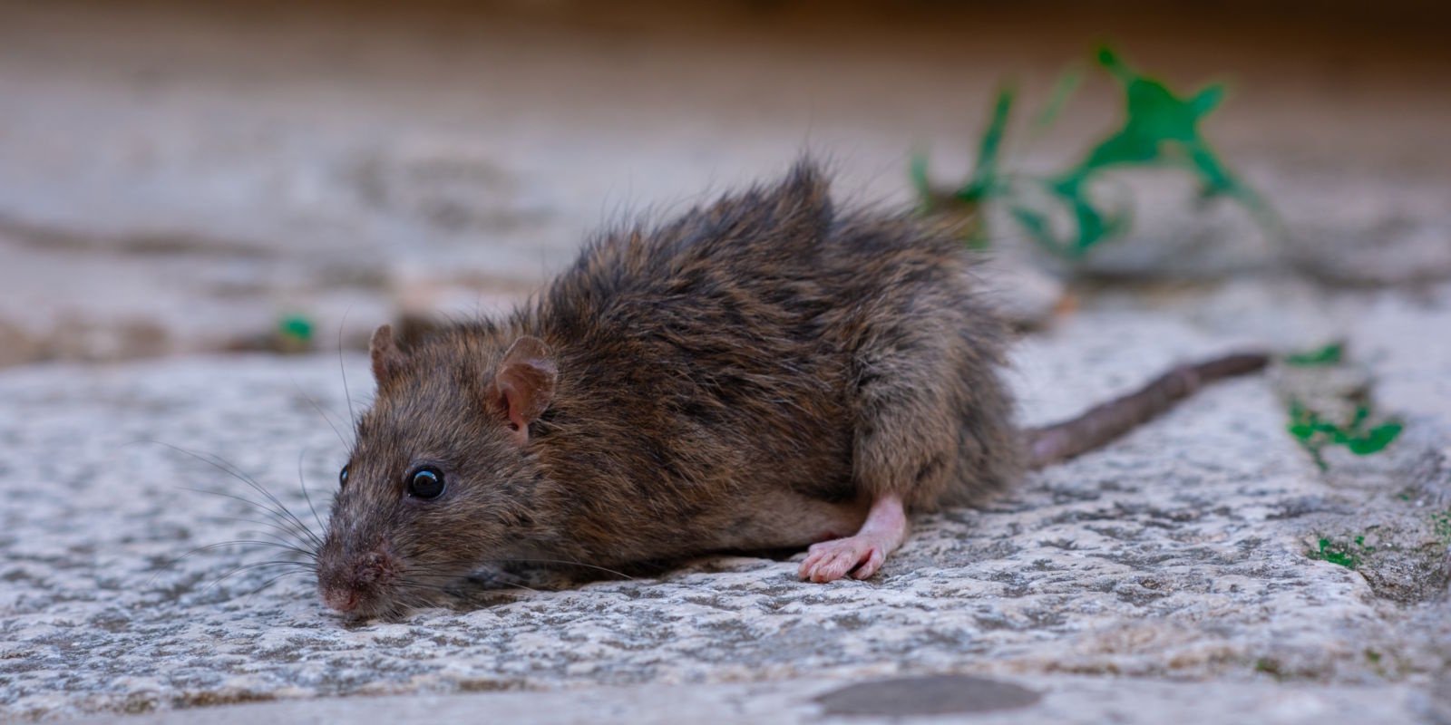 Muizengif verdwijnt uit de verkoop in 2026 | dit betekent het voor jou