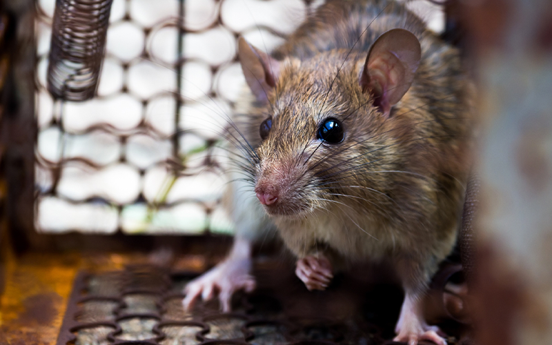 Rattengif kopen: Waar kan dat?