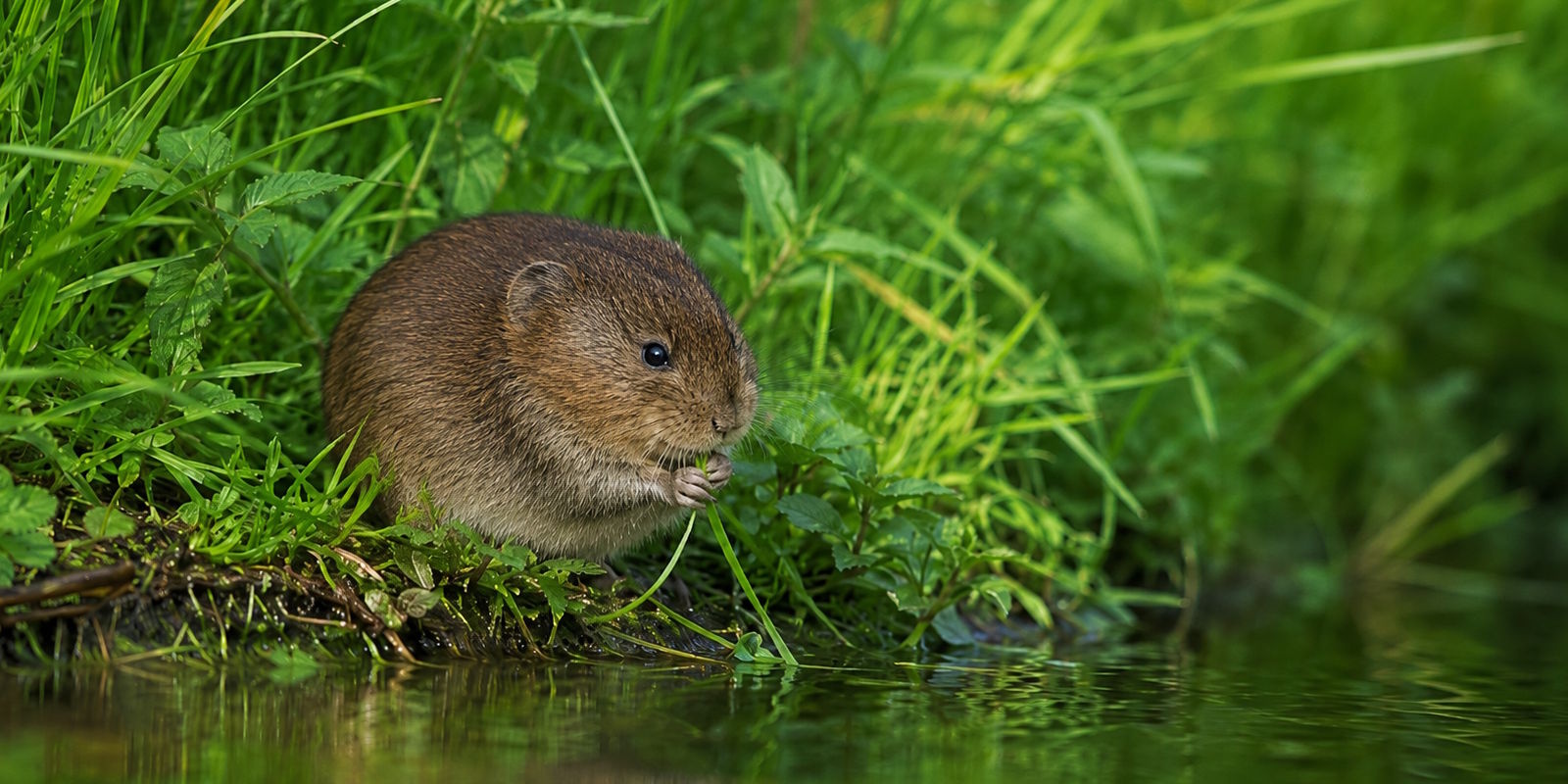 Veldrat herkennen? Voorkom deze veelgemaakte vergissing met de woelrat