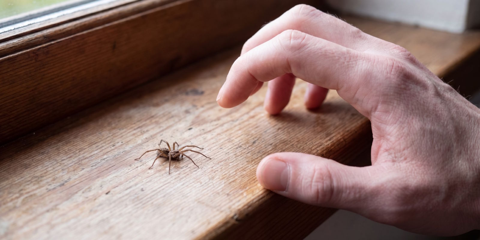 Last van spinnen in huis? Zo komen ze binnen én zo pak je het aan