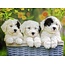 Ravensburger Puzzel - Schattige puppies - 200st. XXL