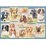 Ravensburger Puzzel - Trouwe honden - 1000st.