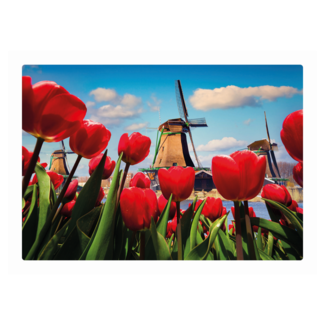 Artige Kaart - Eco Cards - Tulpen en molen - ECLT09