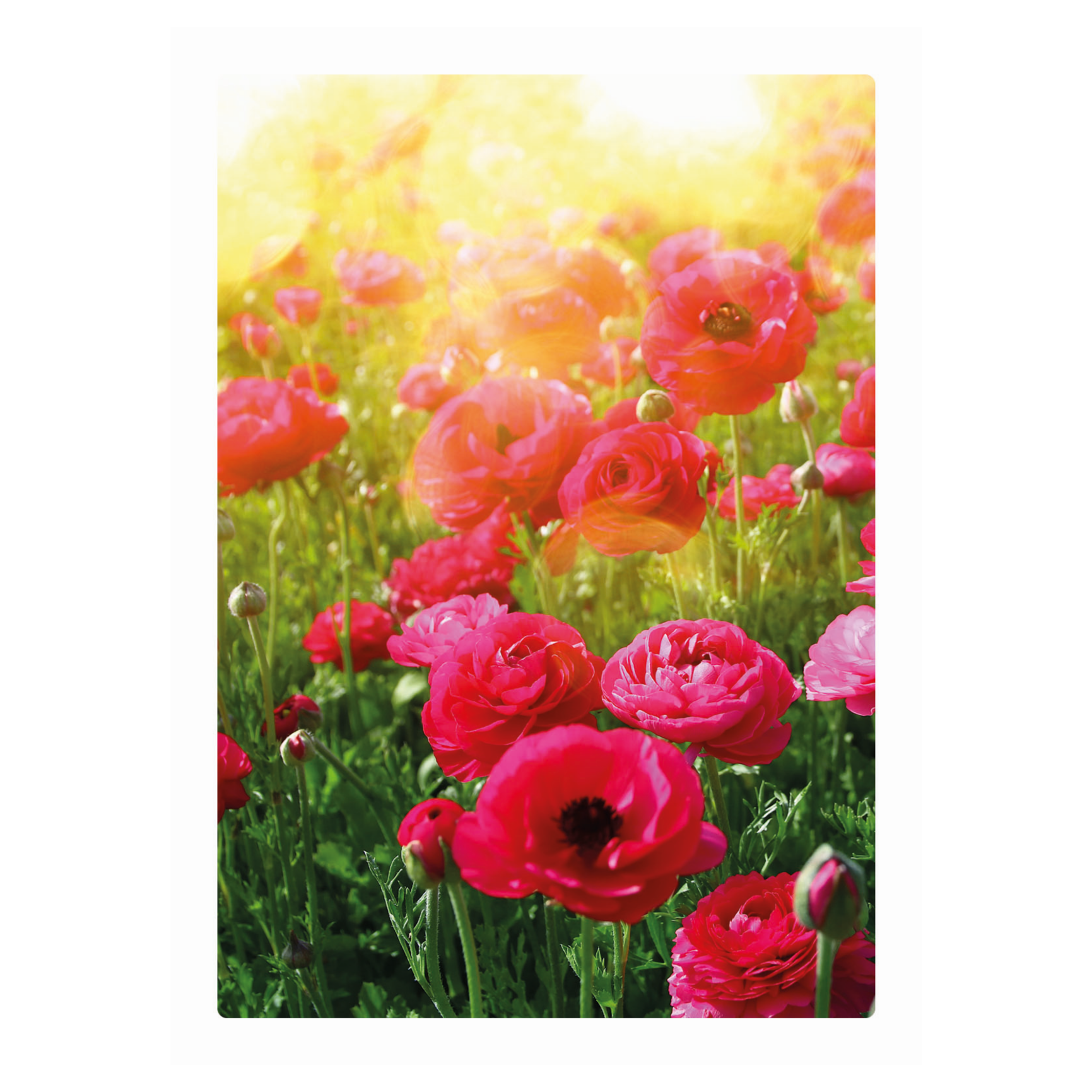 Kaart - Eco Cards - Klaprozen - ECLT36