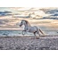 Ravensburger Puzzel - Paard op het strand - 500st.