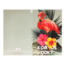 ImageGroup Uitnodigingskaarten - Flamingo - 6st.