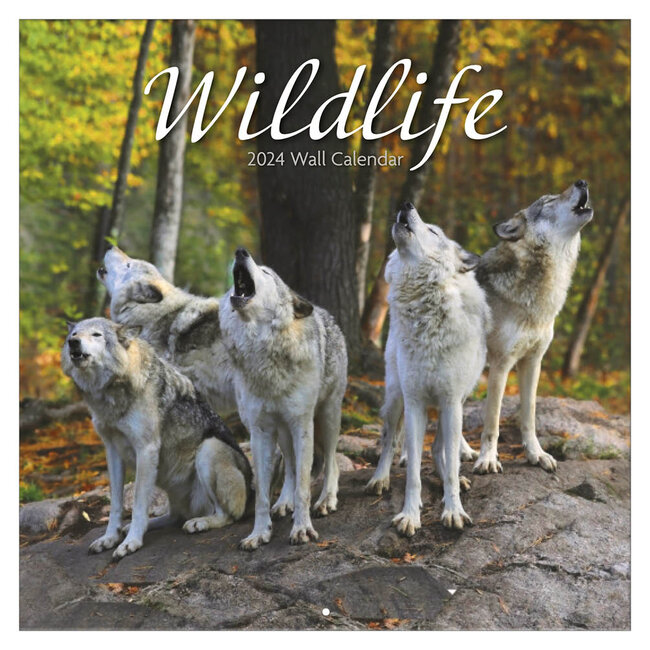 Comello Kalender - 2024 - Wildlife - 30,5x30,5cm**