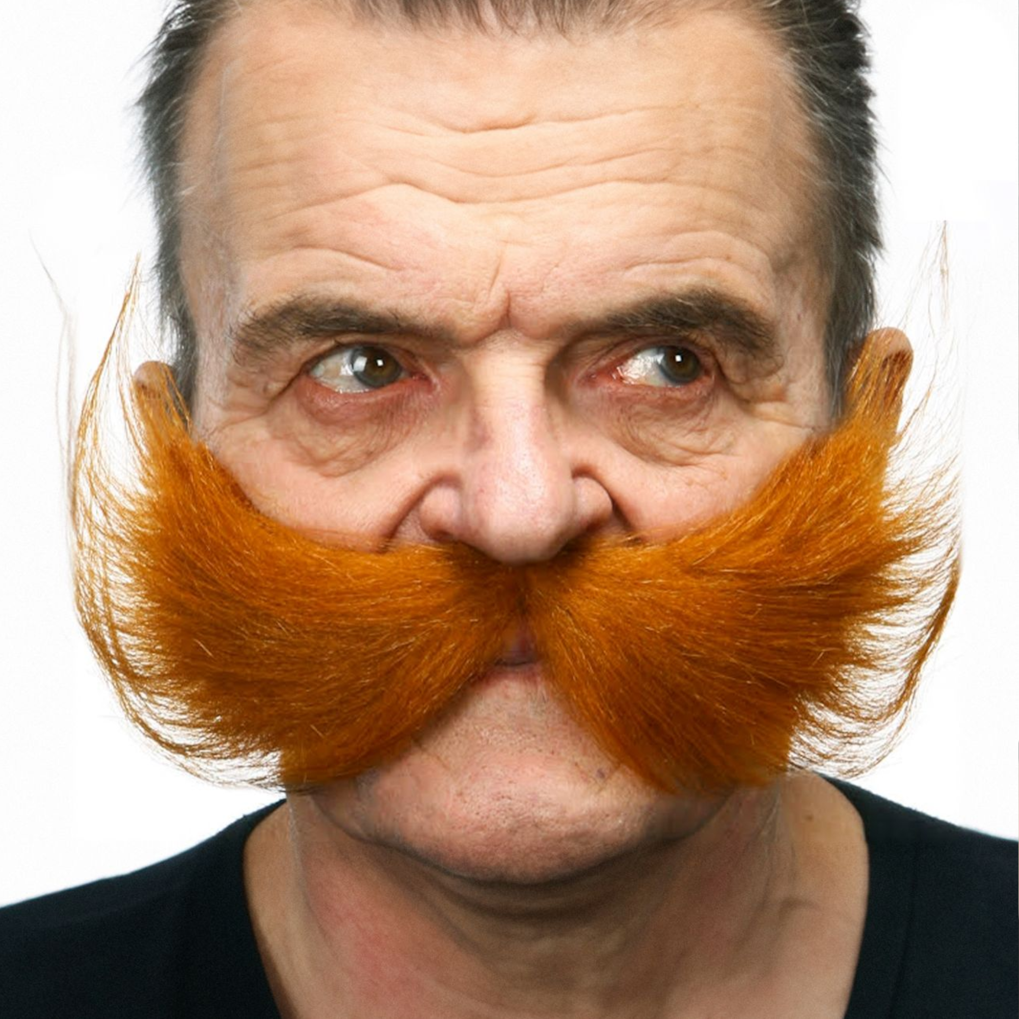 Snor - Kastanje bruin - Vlinder