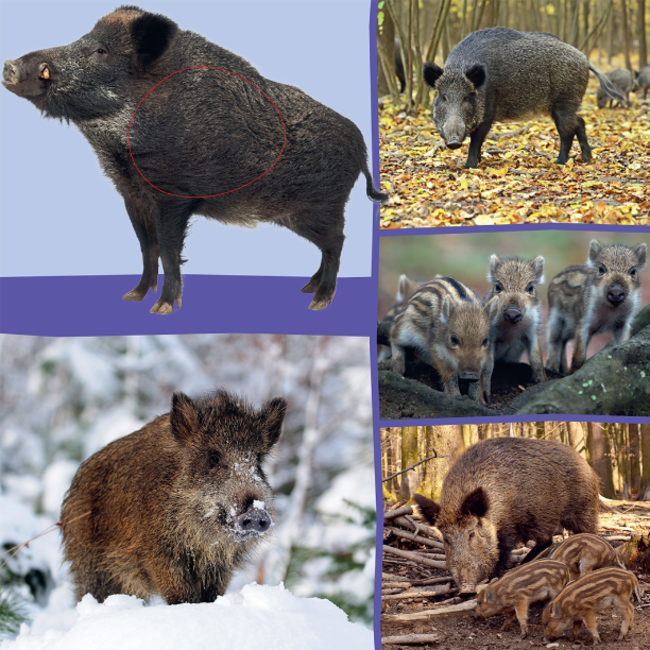 Veltman Boek - Welk dier hoor ik hier - In het bos - Met geluid - 1+
