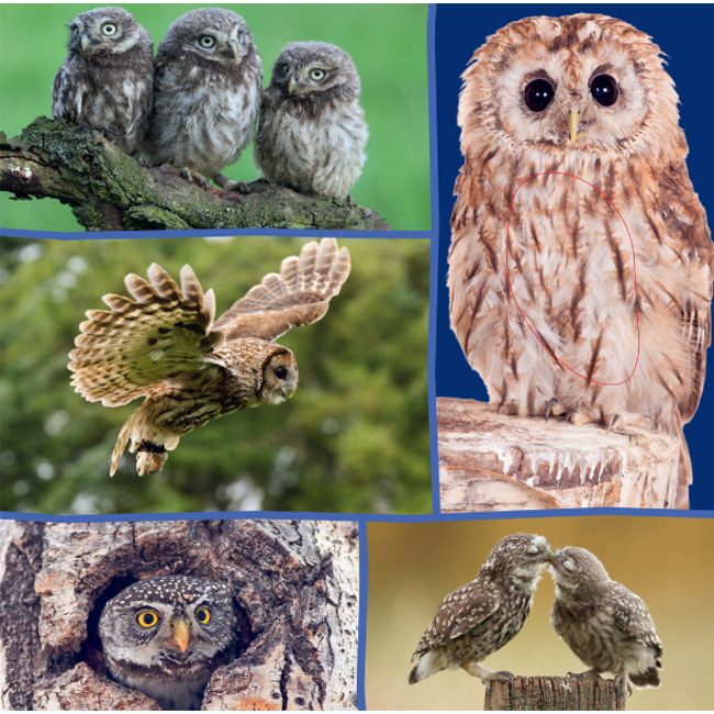 Veltman Boek - Welk dier hoor ik hier - In het bos - Met geluid - 1+