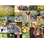 Ravensburger Puzzel - Schattige babydieren - 200st. XXL