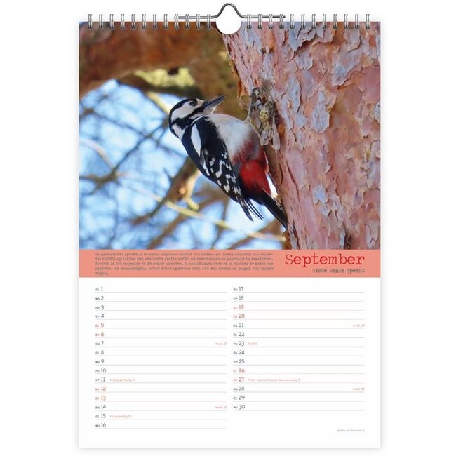 Comello Maand kalender - 2026 - Vogels - Birds - 23,5x33,5cm