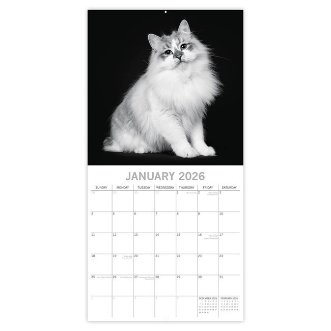 Comello Kalender - 2026 - Cat portraits - 30x30cm