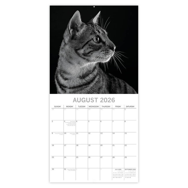 Comello Kalender - 2026 - Cat portraits - 30x30cm
