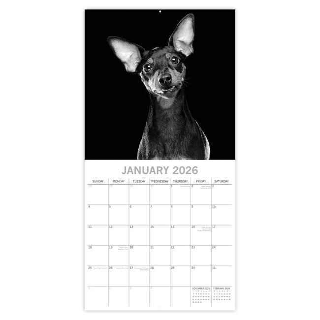 Comello Kalender - 2026 - Dog portraits - 30x30cm