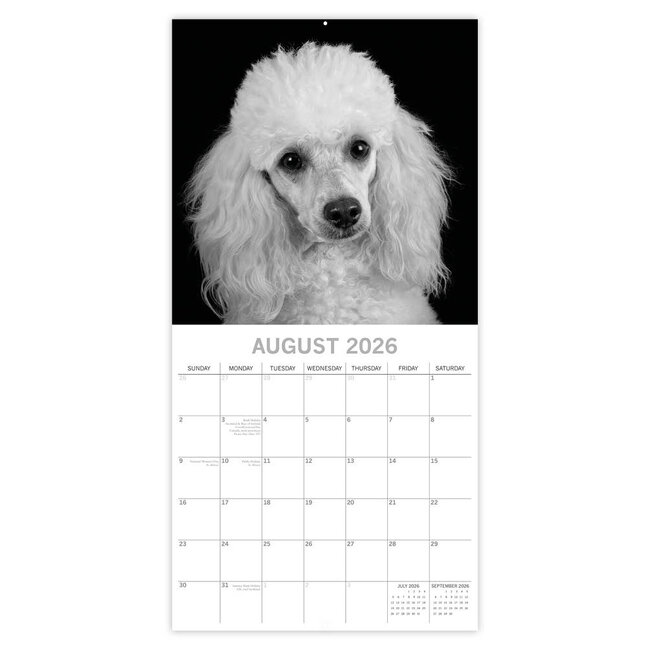 Comello Kalender - 2026 - Dog portraits - 30x30cm