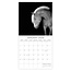 Comello Kalender - 2026 - Horse portraits - 30x30cm