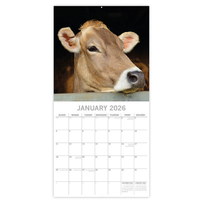 Comello Kalender - 2026 - Cows - 30x30cm