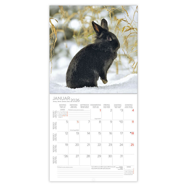 Comello Kalender - 2026 - Konijnen - 30x30cm