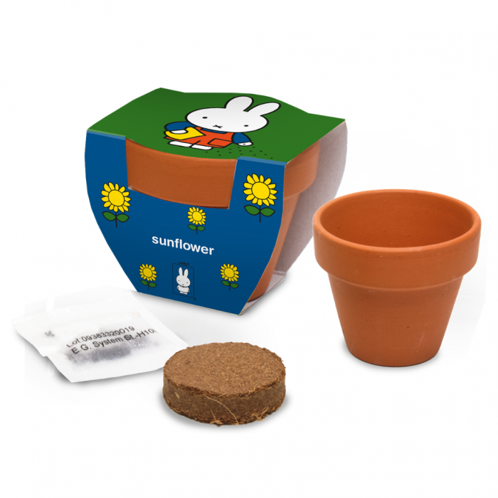 Kweken met Nijntje - Zonnebloem - Met terracotta potje