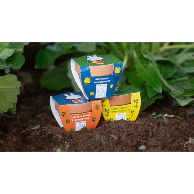 Harlekijn Kweken met Nijntje - Zonnebloem - Met terracotta potje