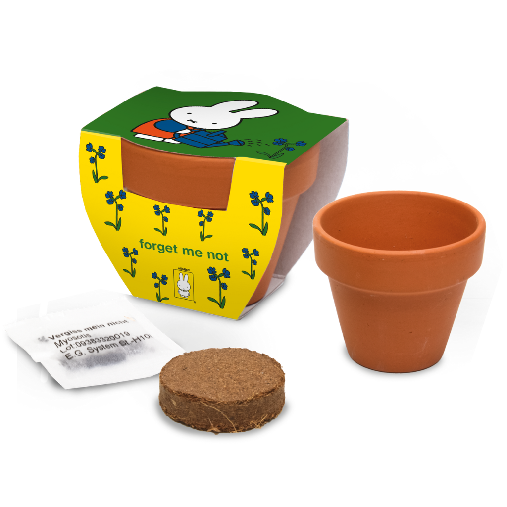 Kweken met Nijntje - Vergeet mij niet - Met terracotta potje