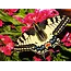 Ravensburger Puzzel - Butterfly - 500st.