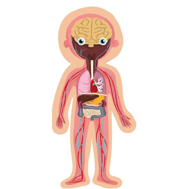 Apli Magneetspel - Menselijk lichaam magneetkaart - 63dlg.