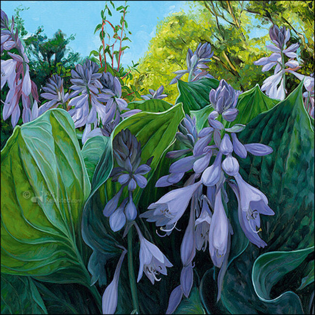 Comello Kaartenmapje - 2 x 4 designs - Theo Leijdekkers - Frog perspective - 12x12cm