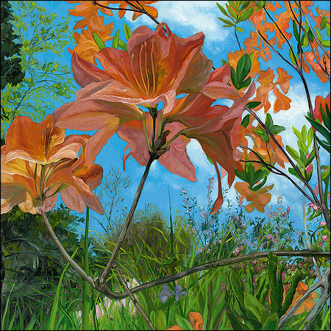 Comello Kaartenmapje - 2 x 4 designs - Theo Leijdekkers - Frog perspective - 12x12cm