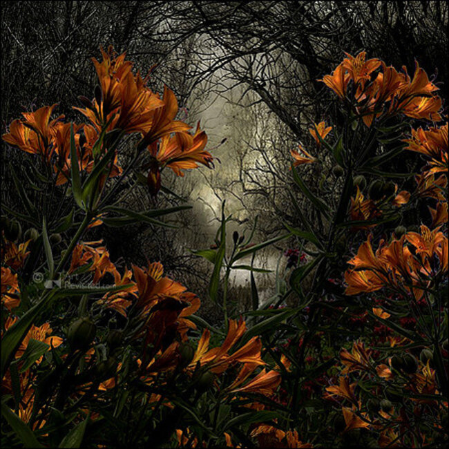 Comello Kaartenmapje - 2 x 4 designs - Saskia Boelsums - Wildflowers - 12x12cm