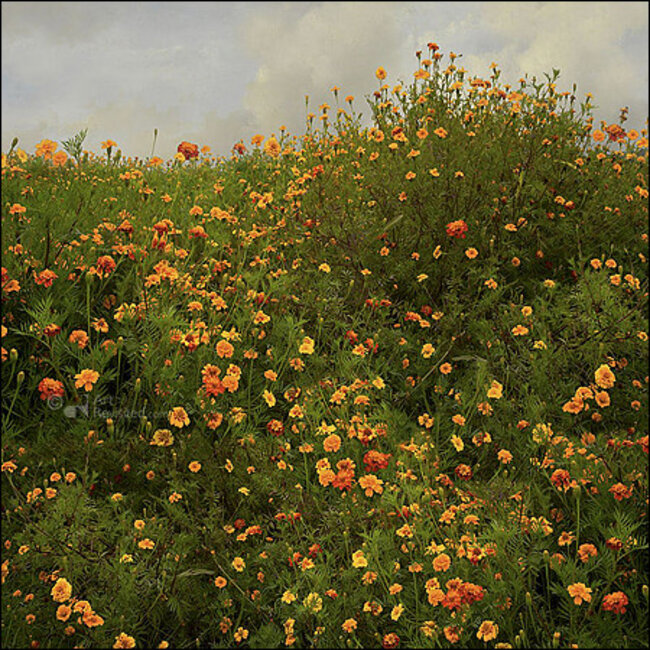 Comello Kaartenmapje - 2 x 4 designs - Saskia Boelsums - Wildflowers - 12x12cm