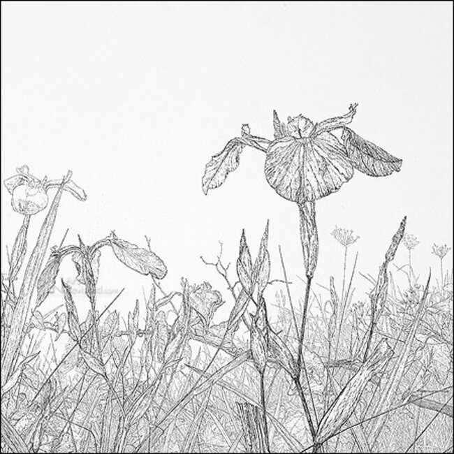 Comello Kaartenmapje - 2 x 4 designs - Reinder Homan - Sympathy - 12x12cm