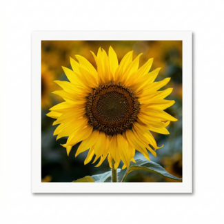 Paperclip Kaart - Paperclip - Call of the wild - Zonnebloem - VB0.0004