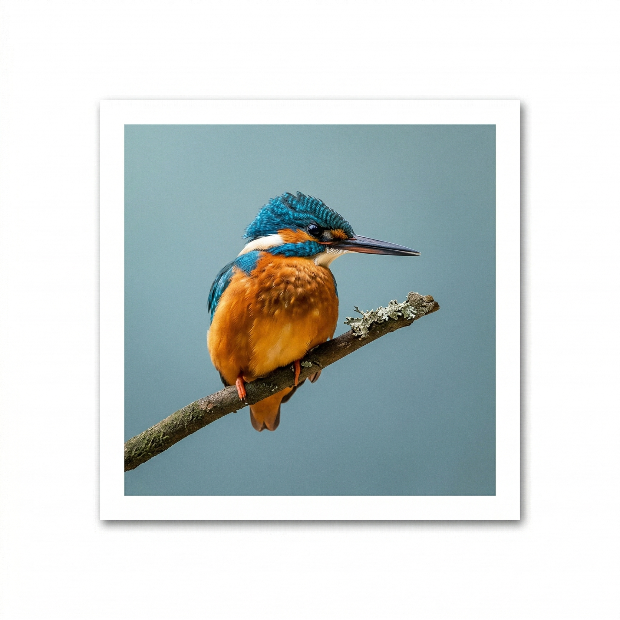 Kaart - Paperclip - Call of the wild - IJsvogel - VB0.0002