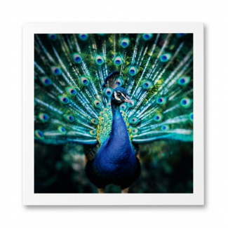 Paperclip Kaart - Paperclip - Call of the wild - Pauw - VB0.0010